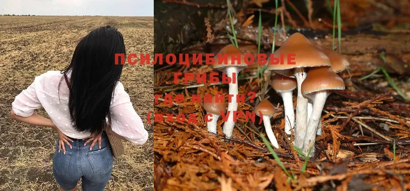 Псилоцибиновые грибы Psilocybine cubensis Дедовск